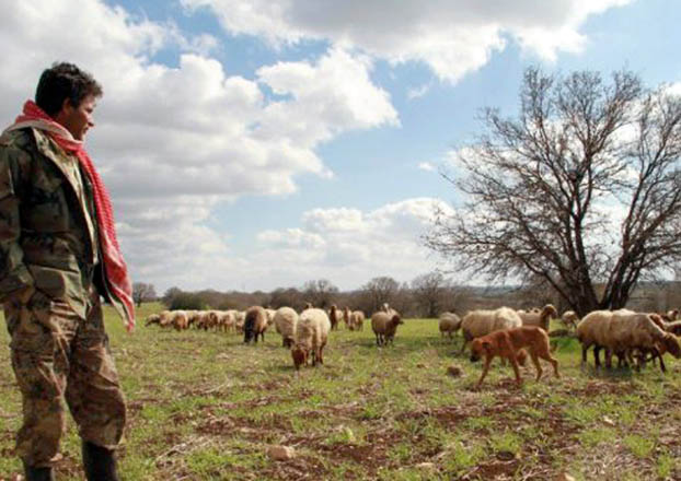 Rangelands are a defining ecosystem for Jordan and take up the vast majority of the Kingdom’s land area (Photo courtesy of World Future Council website)